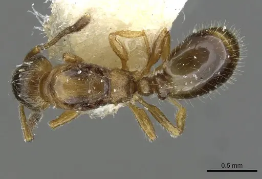 Temnothorax birgitae specimen