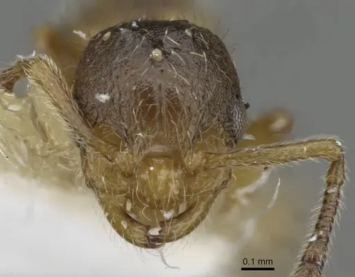 Temnothorax birgitae specimen