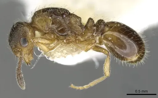 Temnothorax birgitae specimen