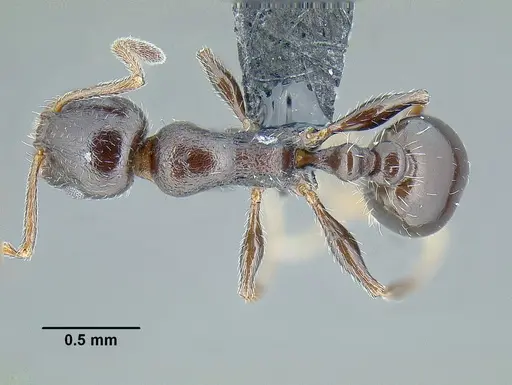 Temnothorax bison specimen