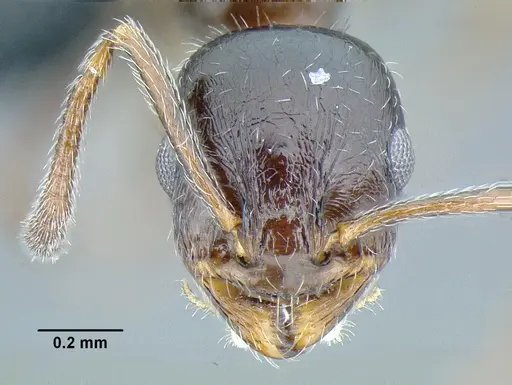 Temnothorax bison specimen