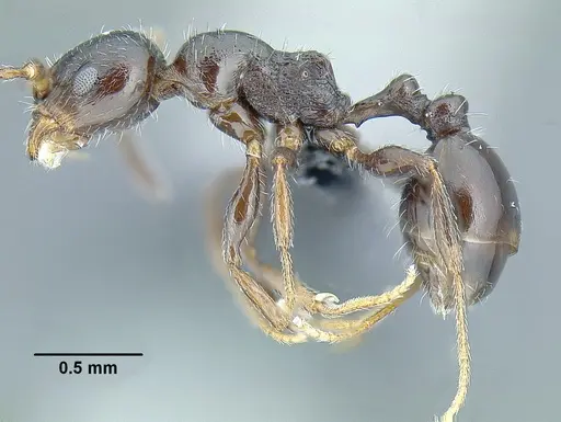 Temnothorax bison specimen