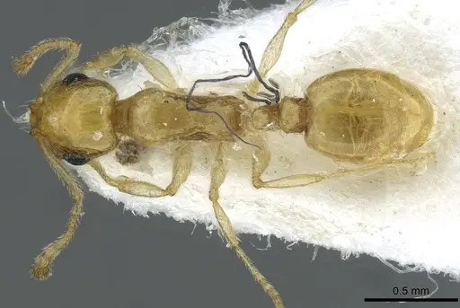 Temnothorax blascoi specimen