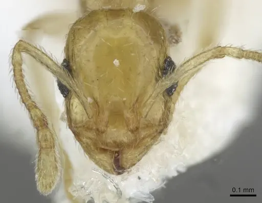 Temnothorax blascoi specimen