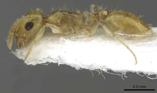 Temnothorax blascoi specimen