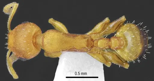 Temnothorax brackoi specimen
