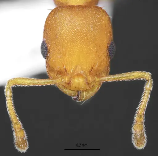 Temnothorax brackoi specimen