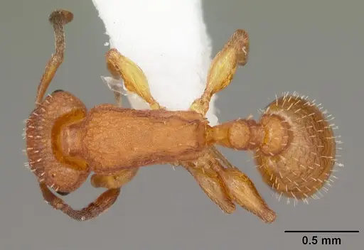 Temnothorax bradleyi specimen