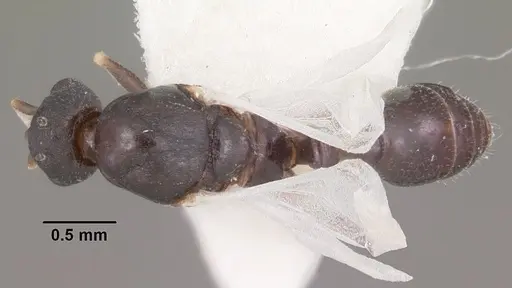 Temnothorax bradleyi - CASENT0104013