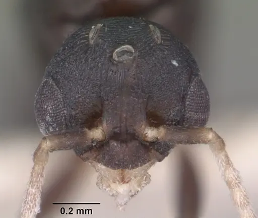 Temnothorax bradleyi - CASENT0104013