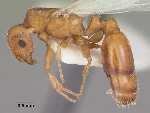 Temnothorax bradleyi - CASENT0104014