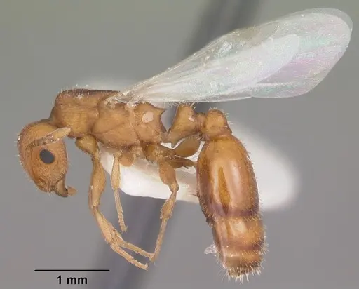 Temnothorax bradleyi - CASENT0104014