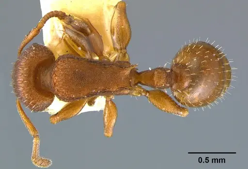 Temnothorax bradleyi - CASENT0105869