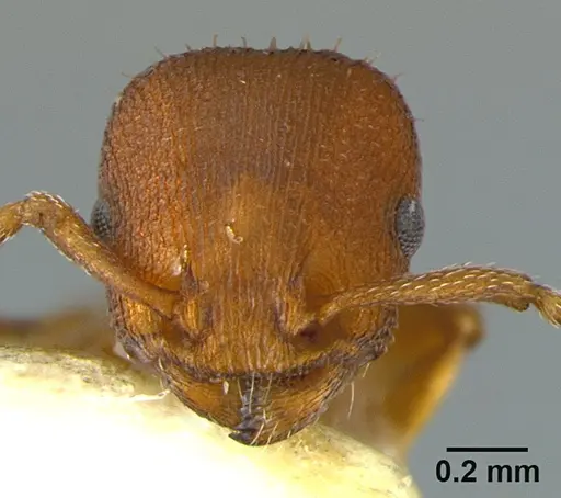 Temnothorax bradleyi - CASENT0105869