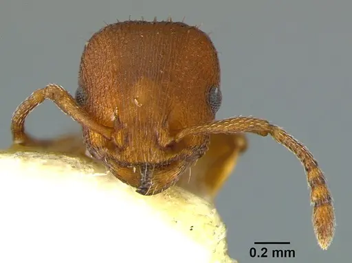 Temnothorax bradleyi - CASENT0105869