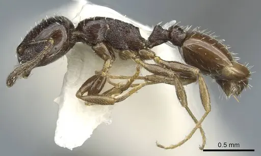 Temnothorax brevispinosus specimen