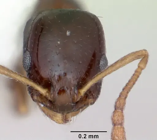 Temnothorax bristoli specimen