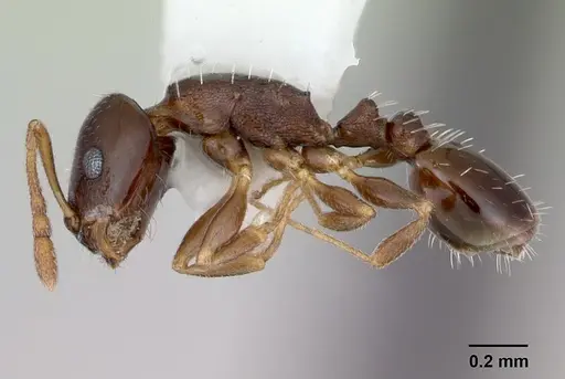 Temnothorax bristoli specimen