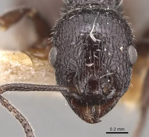 Temnothorax bucheti specimen