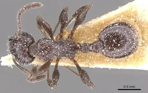 Temnothorax bucheti - CASENT0912908