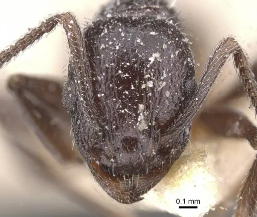 Temnothorax bucheti - CASENT0912908