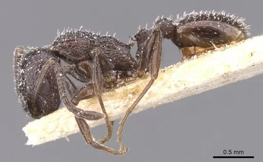 Temnothorax bucheti - CASENT0912908