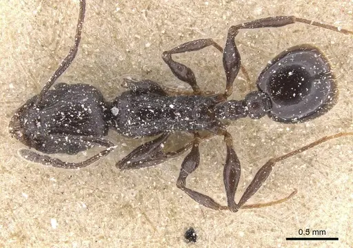 Temnothorax bucheti - CASENT0912909