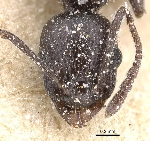 Temnothorax bucheti - CASENT0912909