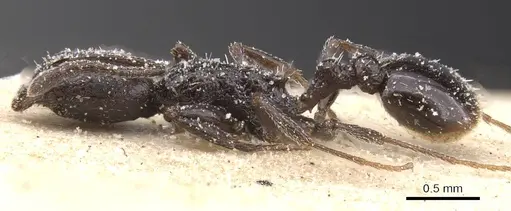 Temnothorax bucheti - CASENT0912909