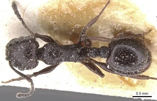 Temnothorax bucheti - CASENT0912910