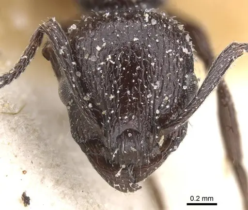 Temnothorax bucheti - CASENT0912910