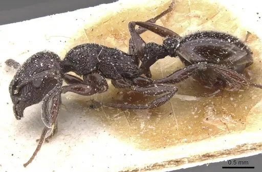 Temnothorax bucheti - CASENT0912910