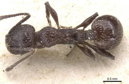 Temnothorax bucheti - CASENT0912911