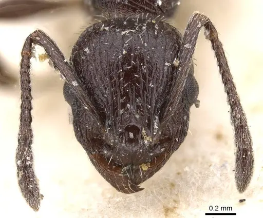 Temnothorax bucheti - CASENT0912911