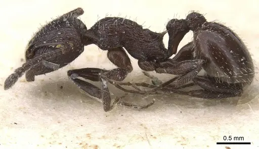 Temnothorax bucheti - CASENT0912911