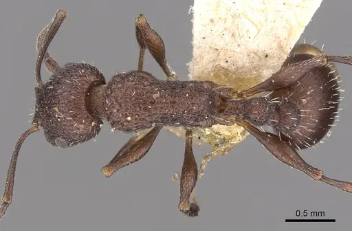 Temnothorax bugnioni specimen