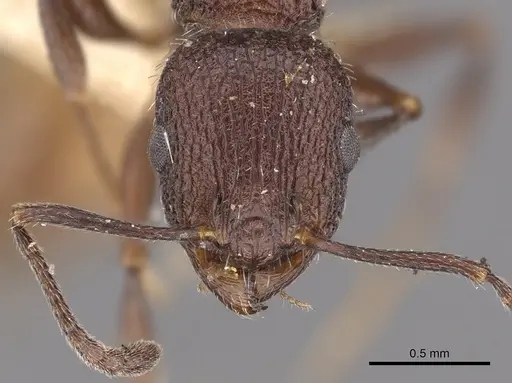 Temnothorax bugnioni specimen