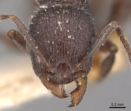 Temnothorax bugnioni - CASENT0904735