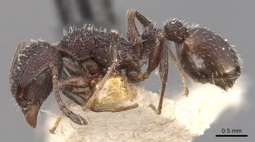 Temnothorax bugnioni - CASENT0904735