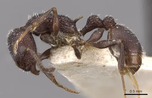 Temnothorax bugnioni - CASENT0909006