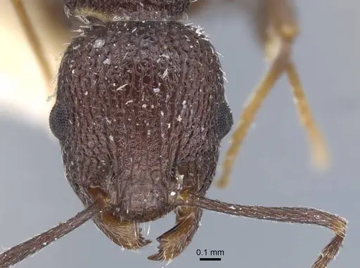 Temnothorax bugnioni - CASENT0917036