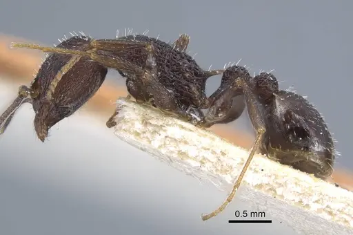 Temnothorax bugnioni - CASENT0917036