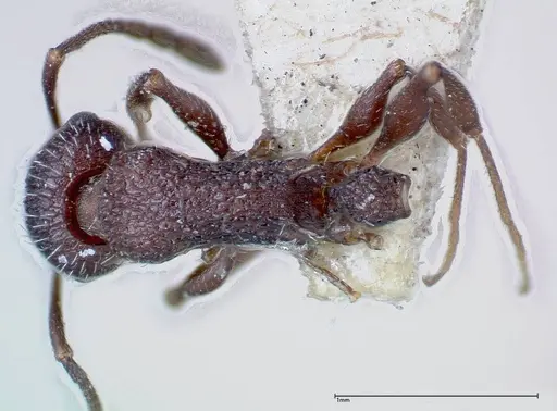 Temnothorax bugnioni - FOCOL0204