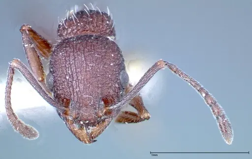 Temnothorax bugnioni - FOCOL0204