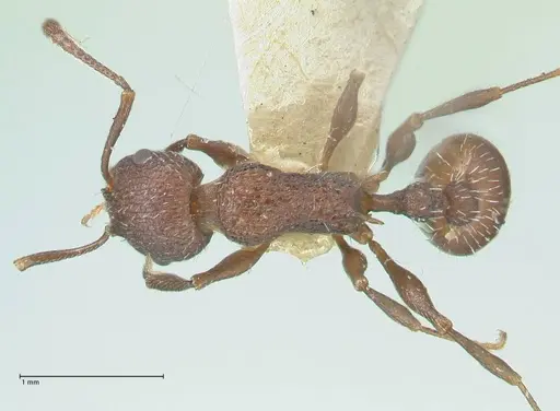 Temnothorax bugnioni - FOCOL2034
