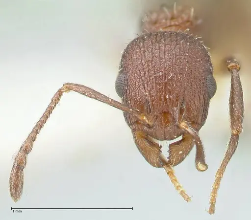 Temnothorax bugnioni - FOCOL2034