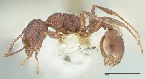 Temnothorax bugnioni - FOCOL2034