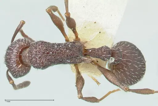 Temnothorax bugnioni - FOCOL2035