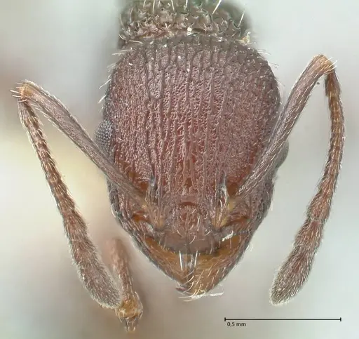 Temnothorax bugnioni - FOCOL2035