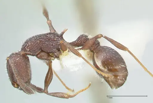 Temnothorax bugnioni - FOCOL2035